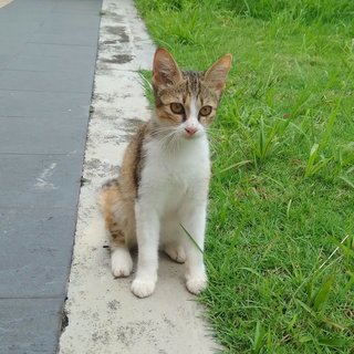 Hua Hua - Calico Cat