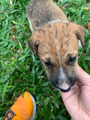 Roti Telur - Mixed Breed Dog