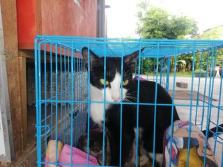 Kuro And 3 Kittens - Domestic Short Hair Cat