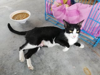 Kuro And 3 Kittens - Domestic Short Hair Cat