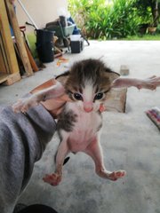 Kuro And 3 Kittens - Domestic Short Hair Cat