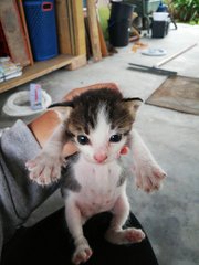 Kuro And 3 Kittens - Domestic Short Hair Cat