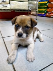 Mongrel Boy 1 - Mixed Breed Dog