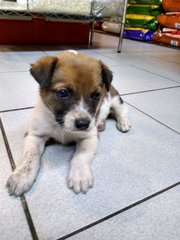 Mongrel Boy 1 - Mixed Breed Dog