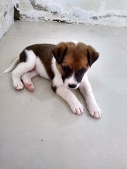 Mongrel Boy 1 - Mixed Breed Dog