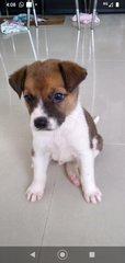 Mongrel Boy 1 - Mixed Breed Dog