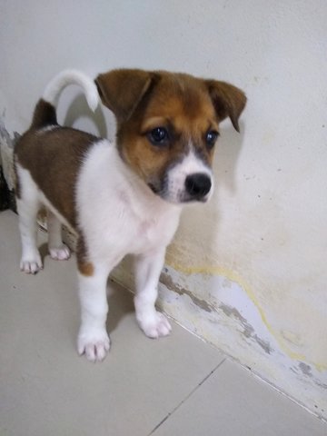 Mongrel Boy 1 - Mixed Breed Dog