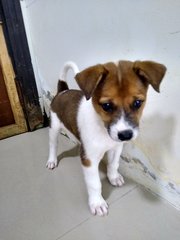 Mongrel Boy 1 - Mixed Breed Dog