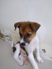 Mongrel Boy 1 - Mixed Breed Dog