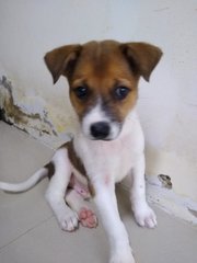 Mongrel Boy 1 - Mixed Breed Dog