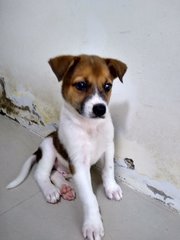 Mongrel Boy 1 - Mixed Breed Dog