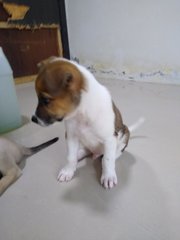 Mongrel Boy 1 - Mixed Breed Dog