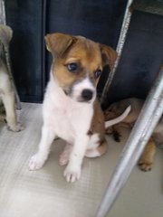 Mongrel Boy 1 - Mixed Breed Dog