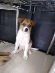 Mongrel Boy 1 - Mixed Breed Dog