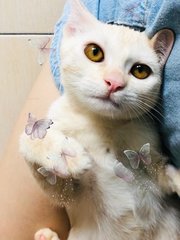 🍭 Lil' Cotton 小棉花糖 🍭  - Domestic Short Hair Cat