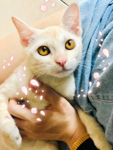 🍭 Lil' Cotton 小棉花糖 🍭  - Domestic Short Hair Cat