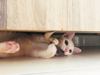 🍭 Lil' Cotton 小棉花糖 🍭  - Domestic Short Hair Cat