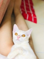 🍭 Lil' Cotton 小棉花糖 🍭  - Domestic Short Hair Cat