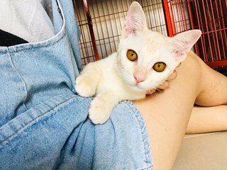 🍭 Lil' Cotton 小棉花糖 🍭  - Domestic Short Hair Cat