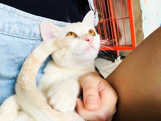 🍭 Lil' Cotton 小棉花糖 🍭  - Domestic Short Hair Cat