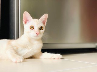 🍭 Lil' Cotton 小棉花糖 🍭  - Domestic Short Hair Cat