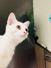 🍭 Lil' Cotton 小棉花糖 🍭  - Domestic Short Hair Cat