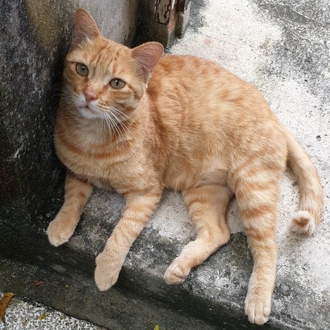 Garfield - Domestic Short Hair Cat