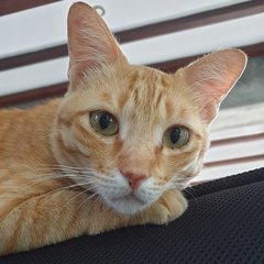 Garfield - Domestic Short Hair Cat