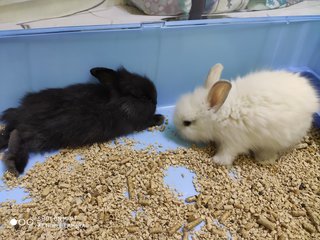 Miko &amp; Piko - Bunny Rabbit Rabbit