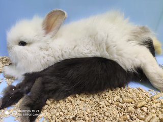 Miko &amp; Piko - Bunny Rabbit Rabbit