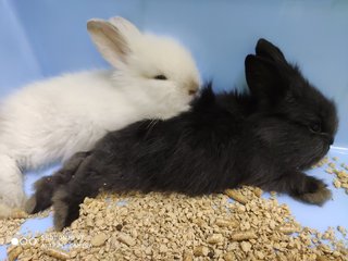 Miko &amp; Piko - Bunny Rabbit Rabbit