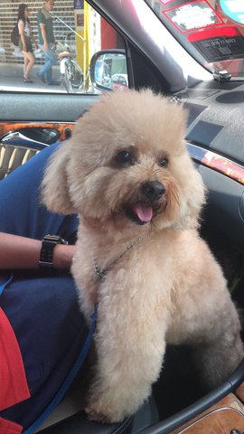 Buddy - Maltese + Poodle Dog