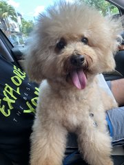 Buddy - Maltese + Poodle Dog