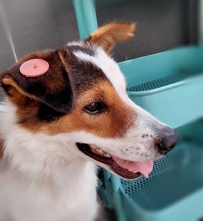 Bentley (Panda) - Border Collie + Polish Lowland Sheepdog Dog