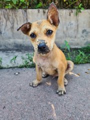 Beans - Mixed Breed Dog