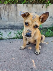 Beans - Mixed Breed Dog