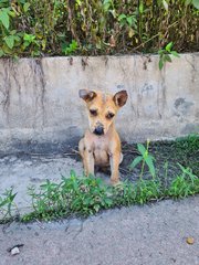 Beans - Mixed Breed Dog