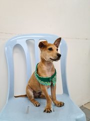 Beans - Mixed Breed Dog