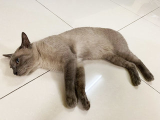 Mimi - Siamese + Domestic Short Hair Cat