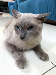 Mimi - Siamese + Domestic Short Hair Cat