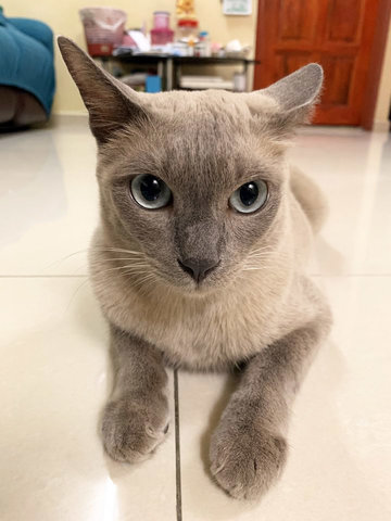 Mimi - Siamese + Domestic Short Hair Cat