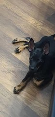 Angel Eu - Miniature Pinscher Dog