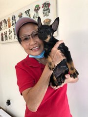 Angel Eu - Miniature Pinscher Dog