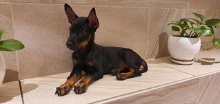 Angel Eu - Miniature Pinscher Dog