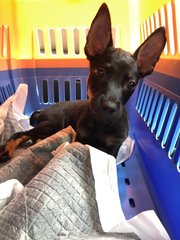 Angel Eu - Miniature Pinscher Dog