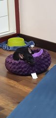 Angel Eu - Miniature Pinscher Dog