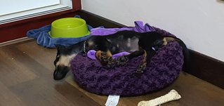 Angel Eu - Miniature Pinscher Dog