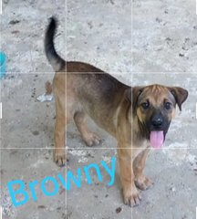 Lili,ruby, Browny - Mixed Breed Dog