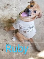 Lili,ruby, Browny - Mixed Breed Dog