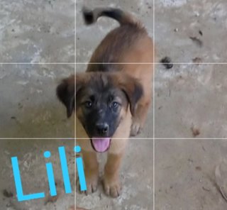 Lili,ruby, Browny - Mixed Breed Dog